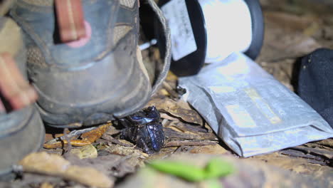 Blue-rhinoceros-beetle-lifting-a-shoe-in-French-Guiana-amazonian-forest